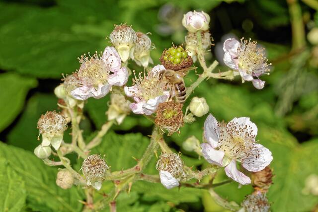 Bei der Suche nach "blauen Libellen" sah ich viele solcher Blüten - das wird ein gutes Brombeer-Jahr (; - ))