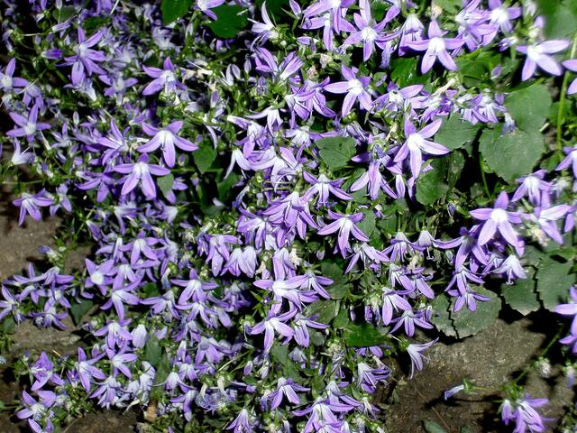 Campanula