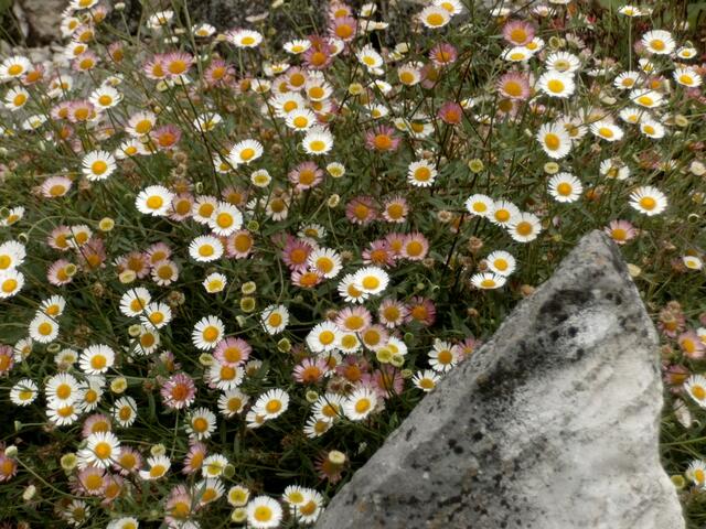 Ich nenne sie "Irische Gänseblümchen": Für die Samen habe ich einige Blütenköpfchen aus dem Steingarten eines irischen Schlosses stibitzt.