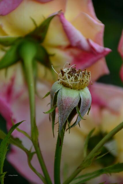 Edelrose Inspiration® - Rosenblüte im Stadtpark Hannover (Foto: Katja Woidtke)