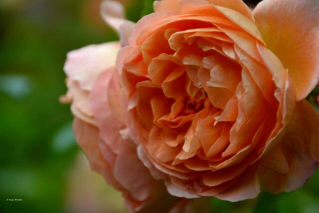 Englische Rose Lady Emma Hamilton® - Rosenblüte im Stadtpark Hannover (Foto: Katja Woidtke)