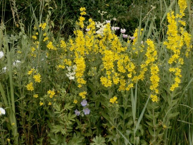 Goldfelberich am Gartenteich