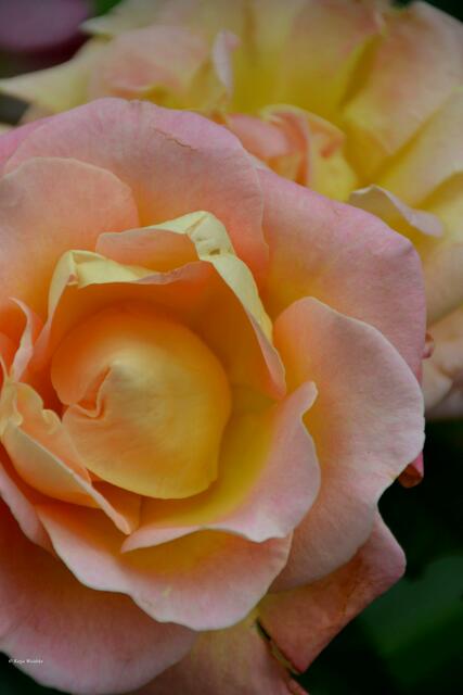 Edelrose Inspiration® - Rosenblüte im Stadtpark Hannover (Foto: Katja Woidtke)
