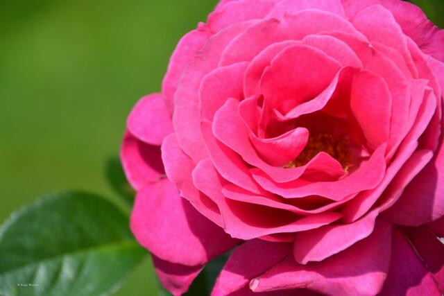 Edelrose Baronne Edmond de Rothschild®  - Rosenblüte im Stadtpark Hannover (Foto: Katja Woidtke)