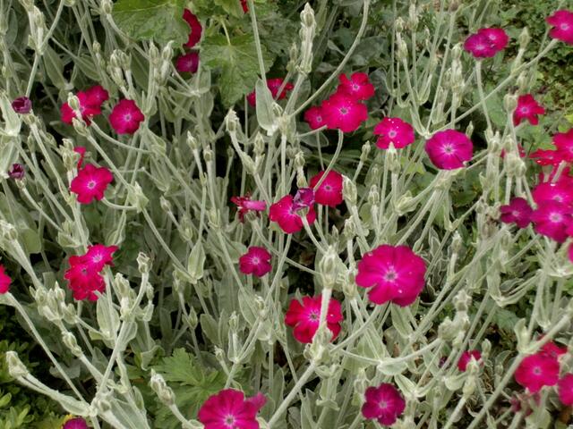 Ich nenne sie "Friegl-Blumen" weil ich die Samen vom Friegl bekommen habe.