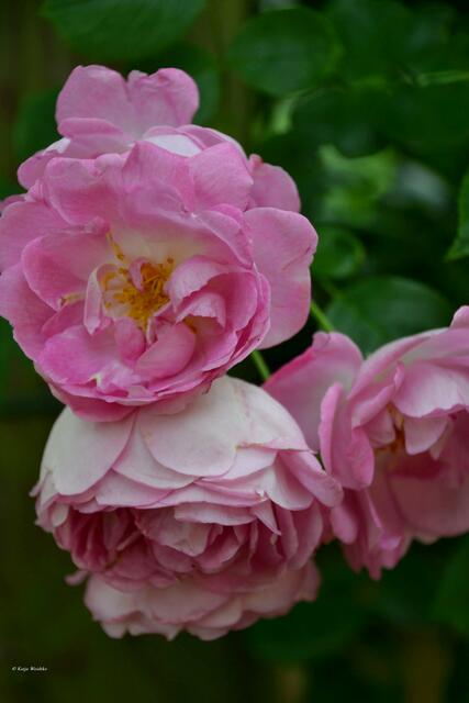 Kletterrose Jasmina - Rosenblüte im Stadtpark Hannover (Foto: Katja Woidtke)