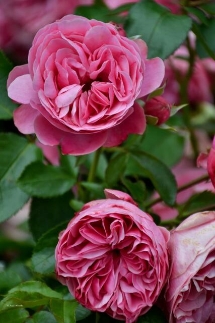 Rose Leonardo da Vinci® - Rosenblüte im Stadtpark Hannover (Foto: Katja Woidtke)