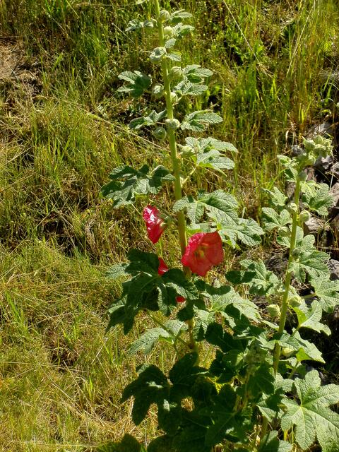 Stockrose