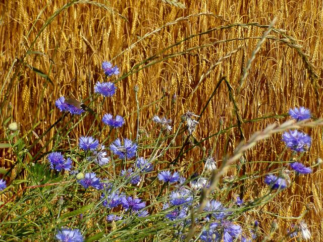 Selten geworden: Kornblumen am Rand eines Kornfelds