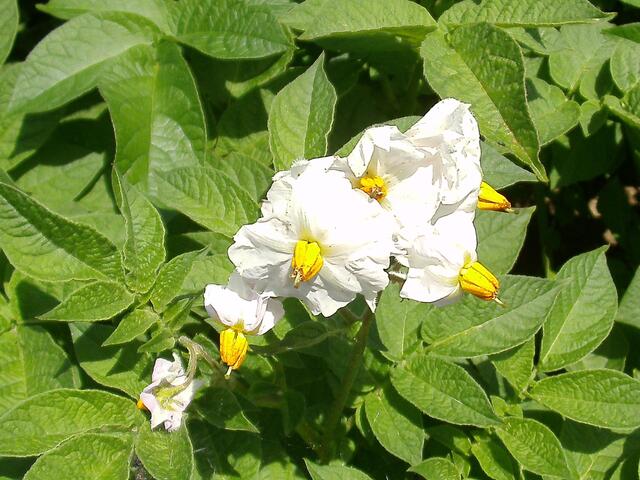 Kartoffelblüte