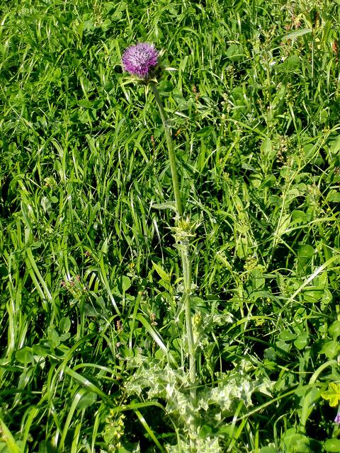 Mariendistel