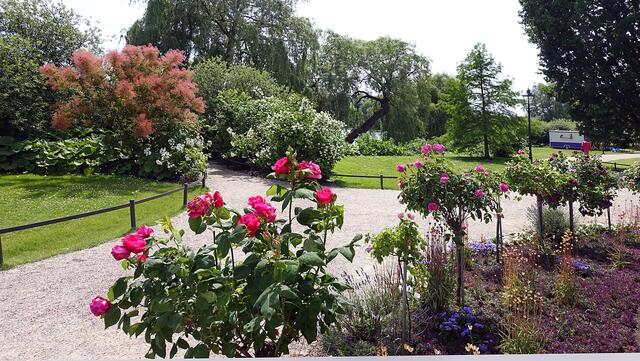 Alte Rosensorten an der Schlosskolonnade. Foto: Helmut Kuzina