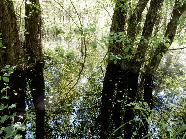 Das Moor steht nach dem vielen Regen unter Wasser