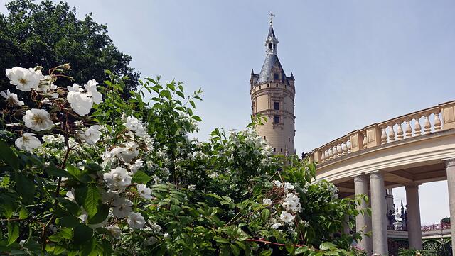 Strauchrosen an der Schlosskolonnade. Foto: Helmut Kuzina