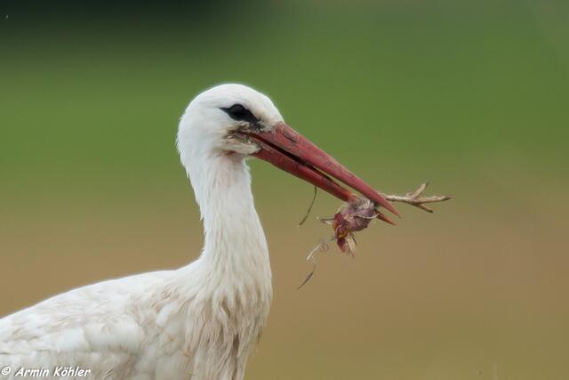 Welcher Vogel ist hier nach dem Mähen, Beute von Adebar geworden. Die Bestimmung ist vielleicht ein Fall für Uwe. Bitte Lupe benutzen.