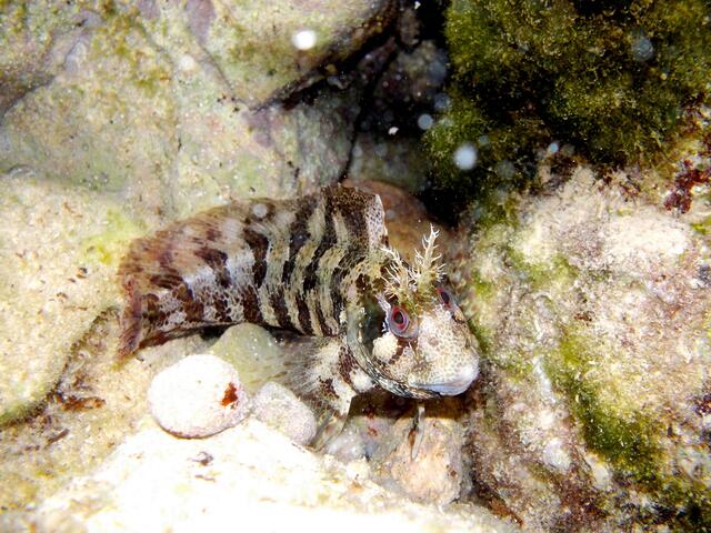 Geweihschleimfisch