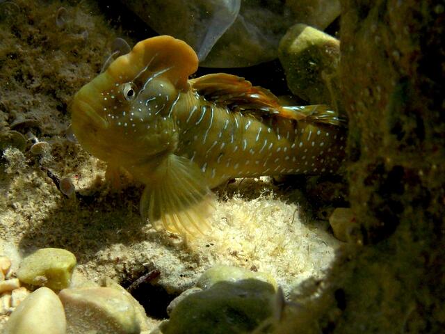 Pfauenschleimfisch