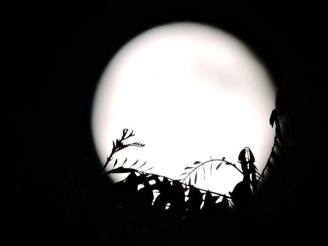 Vollmond.
