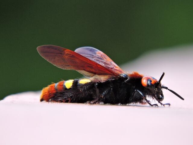Ein Wespe kam zu besuch.