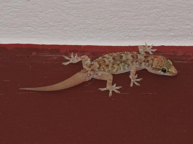 War überraschend für uns,einen Gecko zu entdecken.