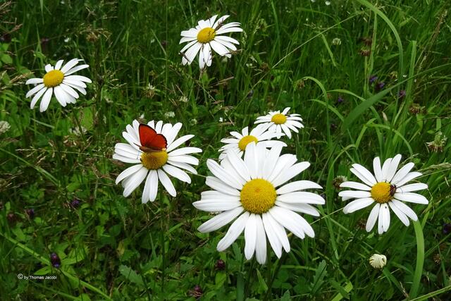 Dukatenfalter. Was ist denn das rechts daneben? :-)))