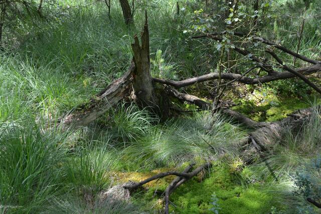 Bruchwald am Grundlosen See bei Walsrode (Foto: Katja Woidtke)