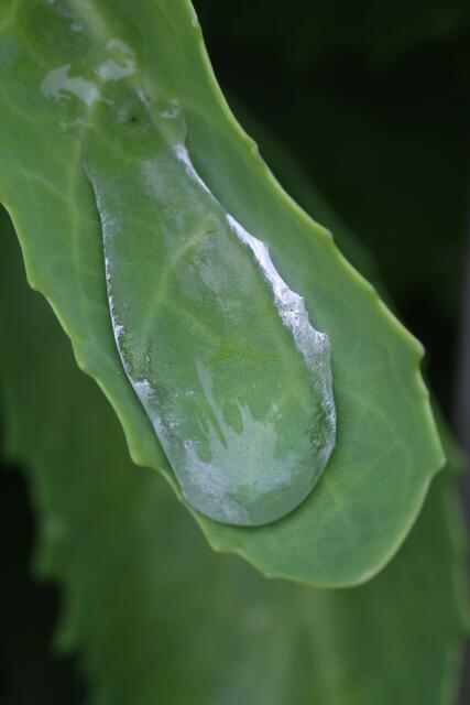 Aufgabe war Wassertropfen zu fotografieren - hier sieht man wieder schön die Spiegelung vom Kräutergarten