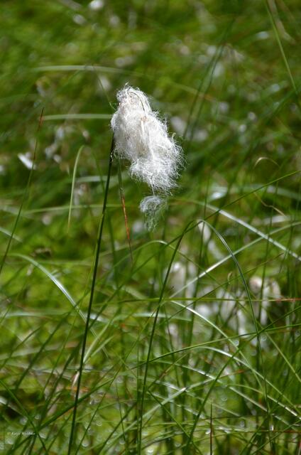 Wollgräser wachsen überwiegend in moorigen Gebieten. Die als Wollgrasblüte bezeichneten Wattebäusche sind der Fruchtstand des Grases und können im Mai/juni bewundert werden. (Foto: Katja Woidtke)