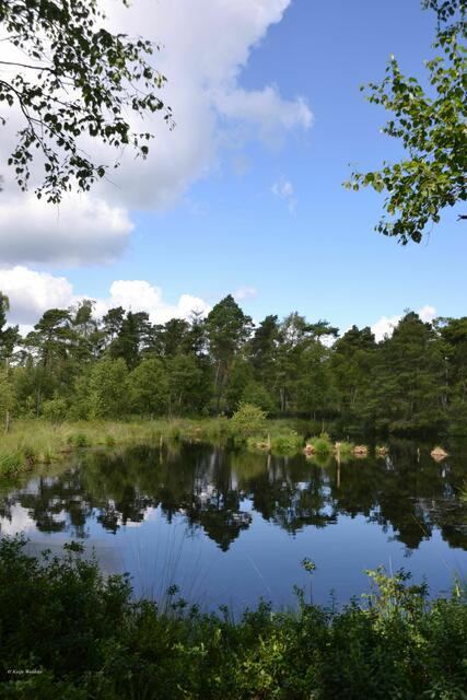 Spiegelungen im alten Torfstich am Grundlosen See bei Walsrode (Foto: Katja Woidtke)
