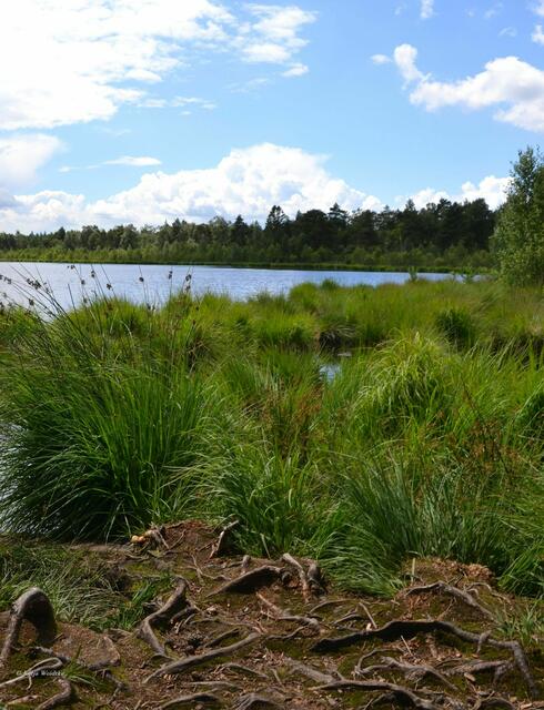 Am Grundlosen See bei Walsrode (Foto: Katja Woidtke)