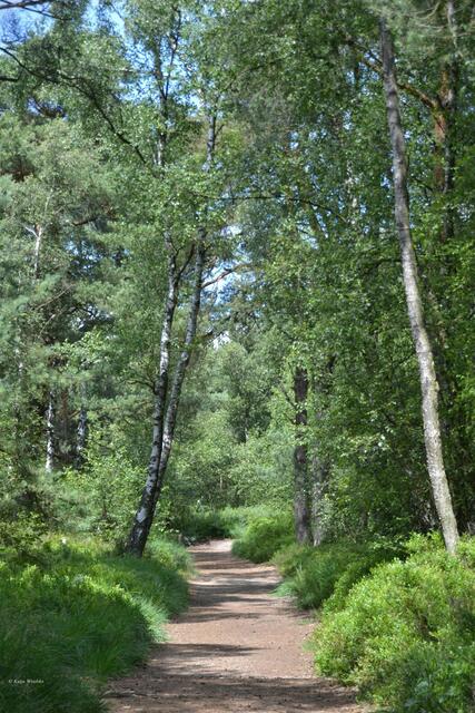 Rauschbeeren wachsen rechts und links des Weges rund um den Grundlosen See bei Walsrode (Foto: Katja Woidtke)