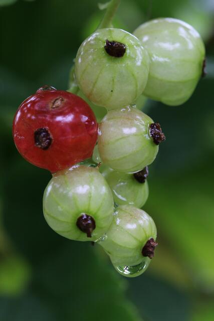hierfür bekam ich ein Lob, richtig gesehen eine rote Beere und Spiegelung im Tropfen