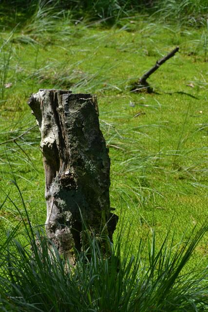 Typische Moorlandschaft am Grundlosen See bei Walsrode (Foto: Katja Woidtke)