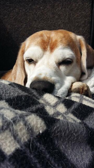 Was denkt der Hund ? Wir Menschen meinen es zu wissen.  Aber liegen wir da immer richtig ? Ich glaube nicht.