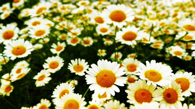 Blütenmeer im Berggarten