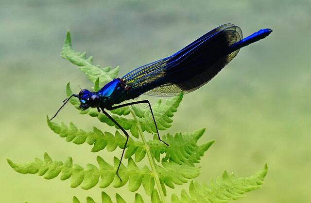 Libelle im Gerggarten