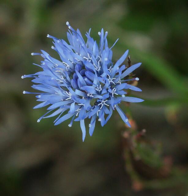 Hier wächst das ausdauernde Sandglöckchen (Jasione laevis) - wir sehen eine Einzelblüte.