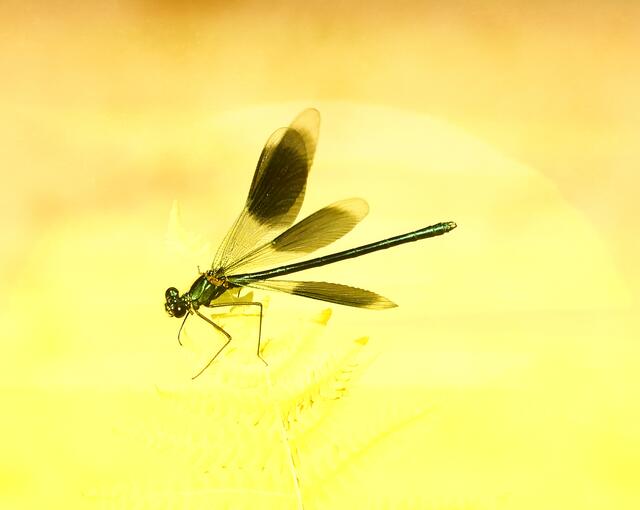 Libelle im Gegenlicht