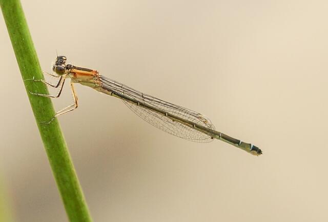 Hier sehen wir das Weibchen der großen Pechlibelle (Ischnura elegans).