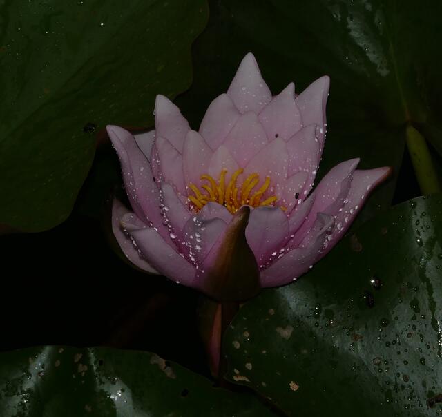 Diamanten im Berggarten