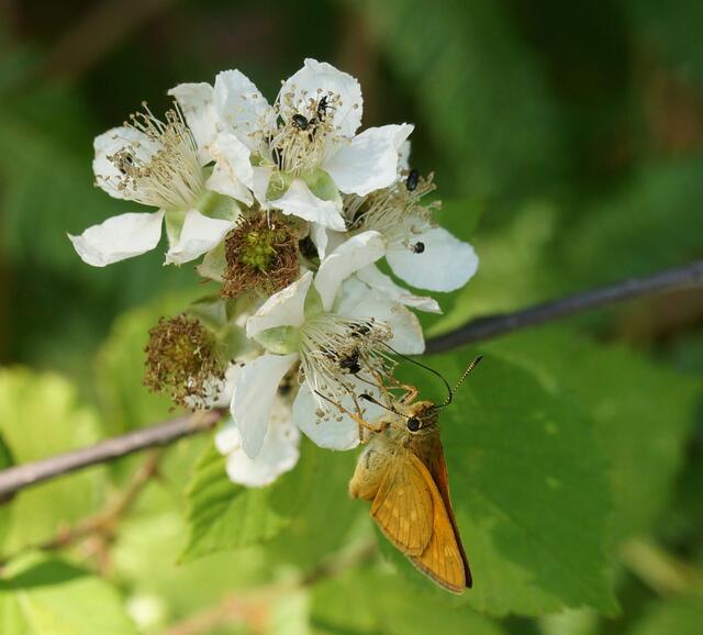 Hier sehen wir den Rostfarbigen Dickkopffalter (Ochlodes sylvanus) beim Nektarsaugen an einer Blüte am Rande einer Kuhwiese.