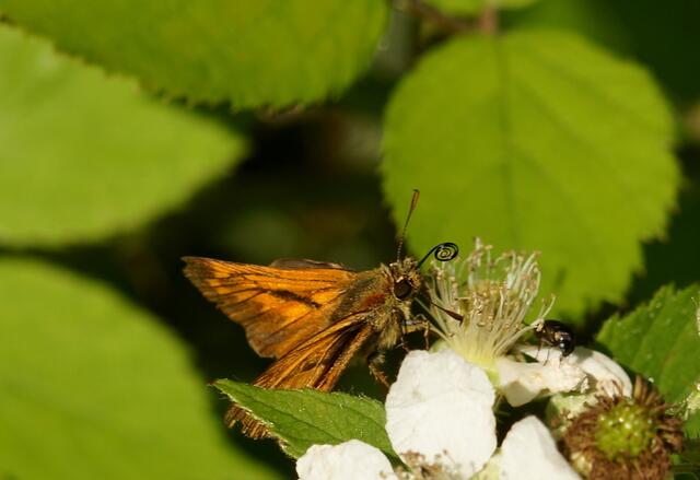 Der Rostfarbige Dickkopffalter (Ochlodes sylvanus) auf einer Blüte. Der Saugrüssel wurde eingerollt.
