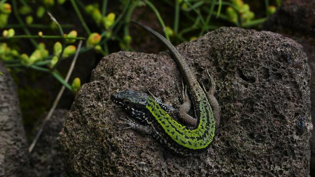 Etwas grünes im Garten