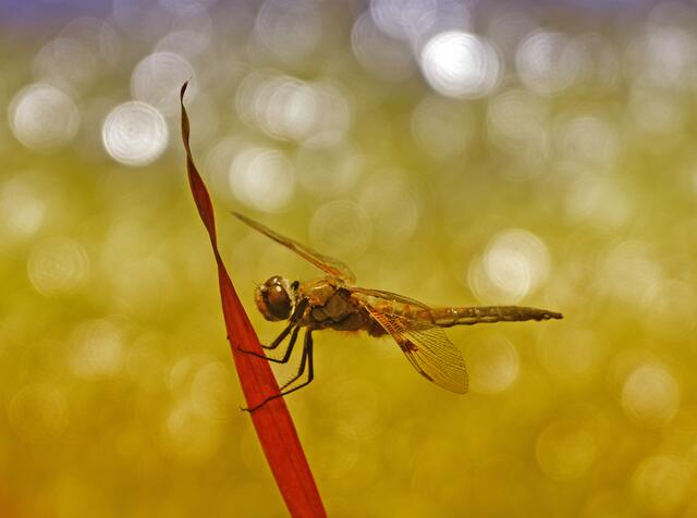 Libelle im feinen Licht