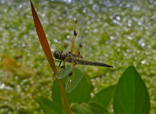 Libellen am Teich
