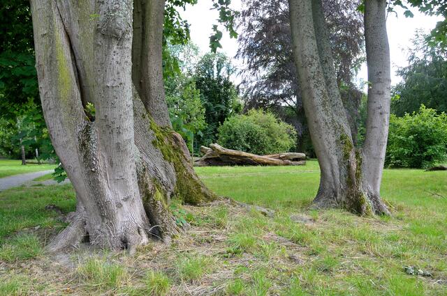 Schöne Bäume im Park.