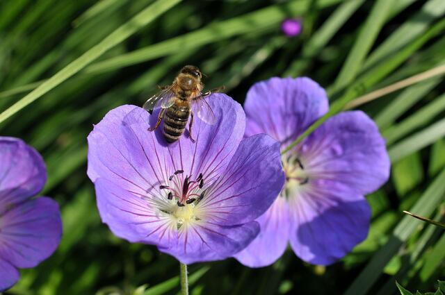 Im Ottomar-von-Reden-Park in Gehrden.