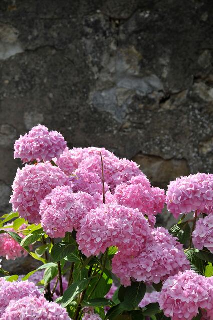 Hortensiel an der historischen Mauer.