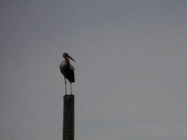 . . . ein Storch beobachtet uns aus der Ferne amSteinwedeler Storchennest, wo das Elternpaar zurzeit 2 Jungstörche aufzieht . . .