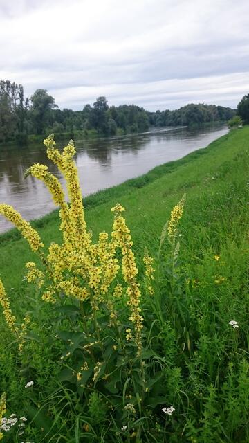 Auch ohne Sonnenschein ein Foto wert...